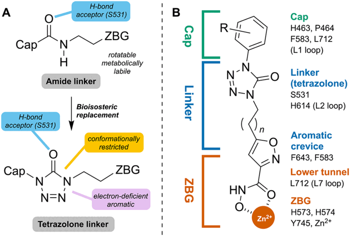 Panel A: a rotatable, metabolically labile amide linker replaced by a conformationally restricted, electron-deficient tetrazolone that keeps the hydrogen-bond acceptor to Ser531. Panel B: the resulting inhibitor mapped onto HDAC6 — aryl cap at the L1 loop (His463, Pro464, Phe583, Leu712), tetrazolone linker at Ser531 and His614, aromatic crevice at Phe583 and Phe643, lower tunnel at Leu712, and a hydroxamate zinc-binding group chelating the catalytic Zn2+ at His573, His574 and Tyr745