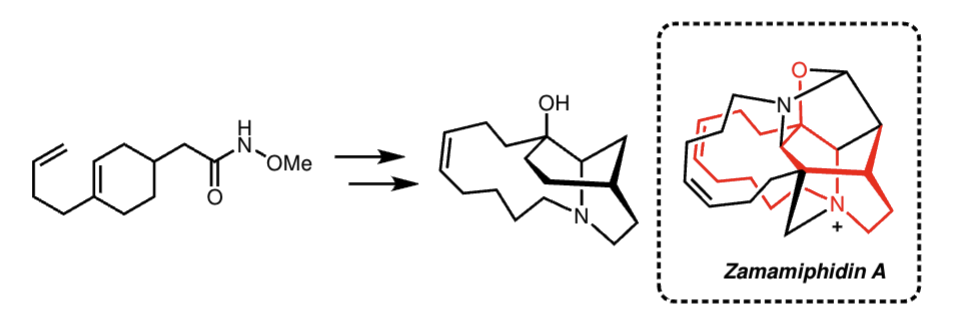 Reaction scheme for the synthetic route to zamamiphidin A: an unsaturated O-methyl hydroxamate (a cyclohexene bearing a pendant butenyl chain and a CH2C(=O)NHOMe group) is converted in two steps into a tricyclic amino alcohol that contains a macrocyclic ring and the cage-like 2-azabicyclo[3.3.1]nonane core. At right, the full structure of zamamiphidin A is shown in a dashed box, with the corresponding substructure highlighted in red.